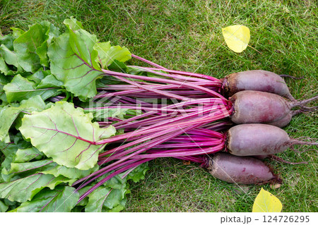 Bunch of beetroots are harvested lying on the green autumn lawn. 124726295