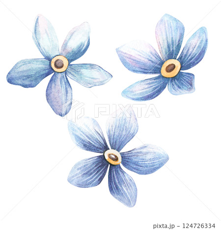 Forget-me-not set. Romantic isolated watercolor illustration of blue flowers in vintage style. Perfect for botanical design, love and natural decoration, greeting cards, invitation, labels, textiles. Forget-me-not set. Romantic isolated watercolor illustration of blue flowers in vintage style. Perfect for botanical design, love and natural decoration, greeting cards, invitation, labels, textiles. 124726334