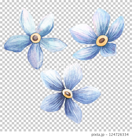 Forget-me-not set. Romantic isolated watercolor illustration of blue flowers in vintage style. Perfect for botanical design, love and natural decoration, greeting cards, invitation, labels, textiles. 124726334
