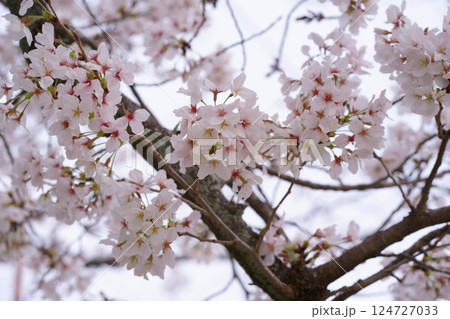 風に泳ぐ満開の桜 124727033