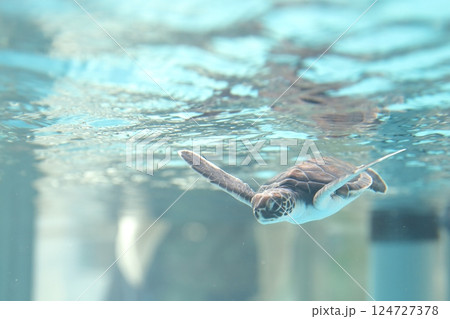 子供のウミガメ（名古屋港水族館　愛知県 名古屋市） 124727378