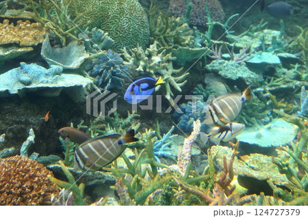 美しいサンゴと熱帯魚(名古屋港水族館 愛知県 名古屋市) 美しいサンゴと熱帯魚(名古屋港水族館 愛知県 名古屋市) 124727379