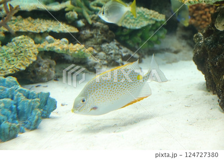 美しいサンゴと熱帯魚（名古屋港水族館　愛知県 名古屋市） 124727380