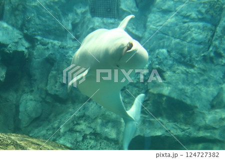 ベルーガ　シロイルカ（名古屋港水族館　愛知県 名古屋市 港区） 124727382