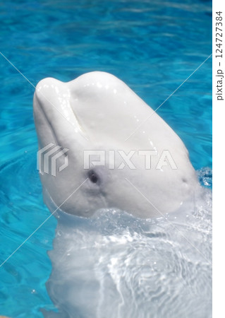 ベルーガ シロイルカ(名古屋港水族館 愛知県 名古屋市 港区) ベルーガ シロイルカ(名古屋港水族館 愛知県 名古屋市 港区) 124727384