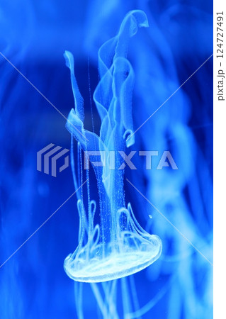 クラゲ（名古屋港水族館　愛知県 名古屋市 港区） 124727491