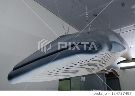 クジラの模型 124727497