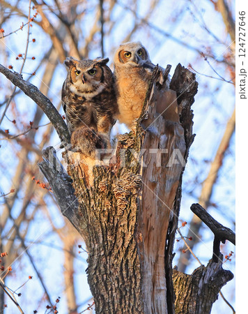 Great Horned Owl mother and baby perched on a tree trunk in the forest with their lunch, Montreal, Canada Great Horned Owl mother and baby perched on a tree trunk in the forest with their lunch, Montreal, Canada 124727646