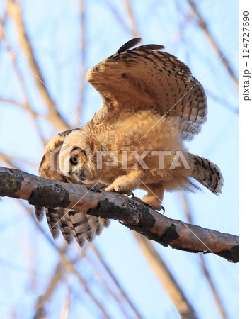 Great-horned Owl baby walking on a branch in the forest, Quebec, Canada Great-horned Owl baby walking on a branch in the forest, Quebec, Canada 124727690