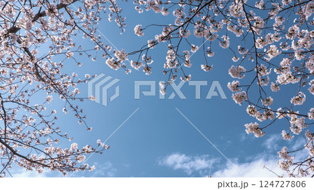 桜の花と青い空 桜の花と青い空 124727806