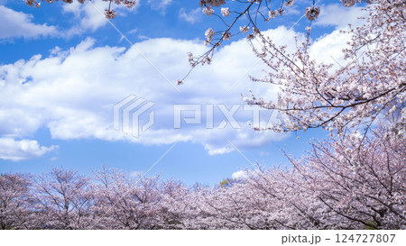 満開の桜と青い空 満開の桜と青い空 124727807