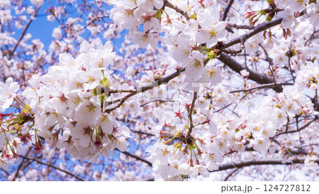 青空に映える満開の桜 124727812