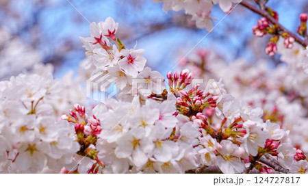 桜の花 クローズアップ 春景色 桜の花 クローズアップ 春景色 124727817