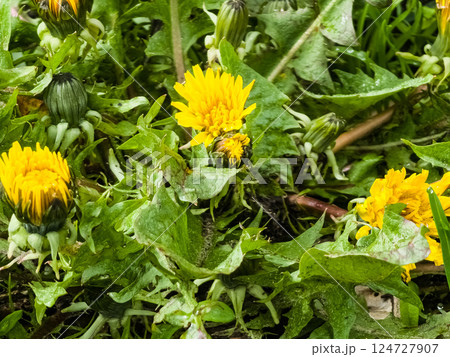 Flowers yellow dandelion Taraxacum officinale. Detail of bright common dandelions in meadow in springtime. Used as a medicinal herb and food ingredient. 124727907