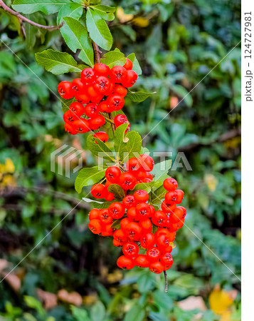 Beautiful images of Pyracantha fruits used in park trees 124727981