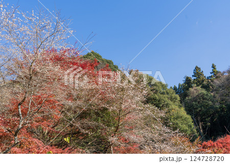 四季桜の里の景色 124728720