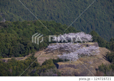 春の赤木城跡 124728721