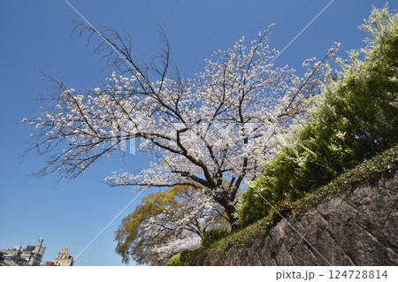 鴨川の桜 鴨川の桜 124728814