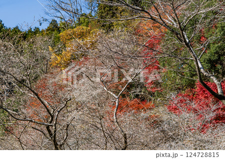 四季桜の里の景色 四季桜の里の景色 124728815