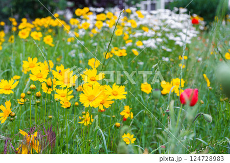 Yellow flower lance leaved, Coreopsis lanceolata, Lanceleaf Tickseed or Maiden eye on meadow, field 124728983
