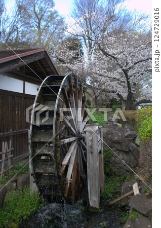 水車と桜 水車と桜 124729016