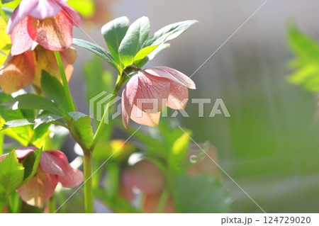 可憐なクリスマスローズの花 124729020