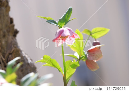 可憐なクリスマスローズの花 124729023