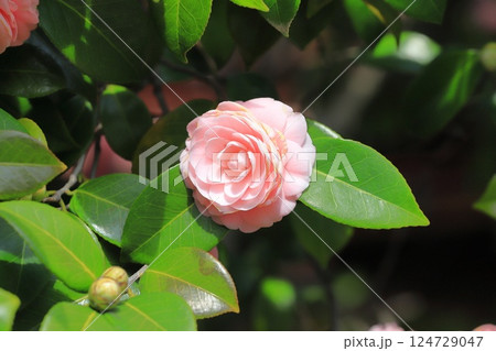 ピンク色の乙女椿（オトメツバキ） 124729047
