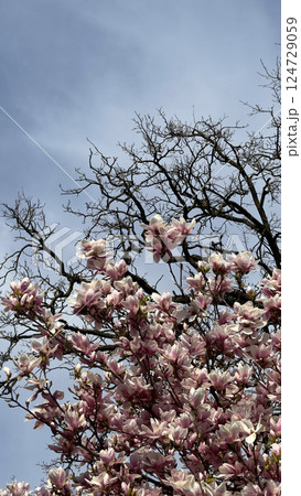 Blooming Magnolia Tree Against a Clear Blue Sky in Spring Blooming Magnolia Tree Against a Clear Blue Sky in Spring 124729059