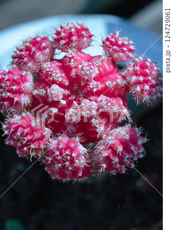 Top view of Ruby ball cacti or Orange moon cactus (Gymnocalycium Mihanovichii). 124729061