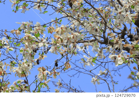 辛夷（コブシ）の花と前年の実 124729070