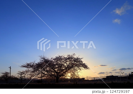花 桜 さくら 満開 京都 吉祥院 太陽 日没 光 ソメイヨシノ ソメイヨシノ 染井吉野 春 花 桜 さくら 満開 京都 吉祥院 太陽 日没 光 ソメイヨシノ ソメイヨシノ 染井吉野 春 124729197