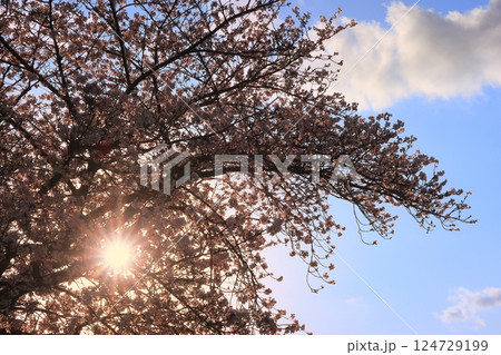 花　桜　さくら　満開　京都　吉祥院　太陽　日没　光　ソメイヨシノ　染井吉野　春　 124729199