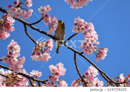 青空とピンクの花びらのオオカンザクラの咲く木の枝にとまるメジロがいる風景 青空とピンクの花びらのオオカンザクラの咲く木の枝にとまるメジロがいる風景 124729203