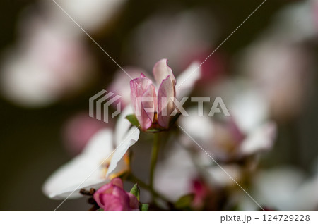 桃色雪柳 桃色雪柳 124729228