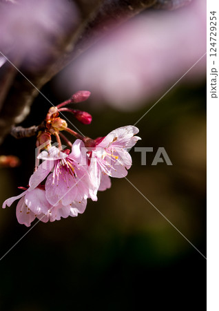 桜 河津桜 (かわづざくら) 化粧咲き前 124729254