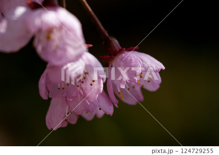 桜 河津桜 (かわづざくら) 化粧咲き前 124729255