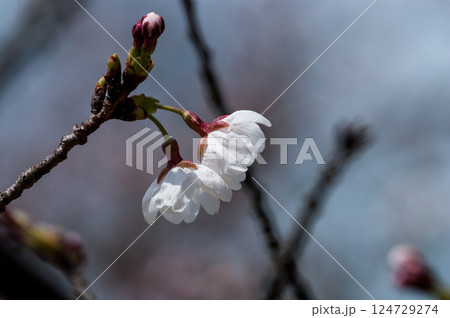 桜 染井吉野(そめいよしの) 桜 染井吉野(そめいよしの) 124729274