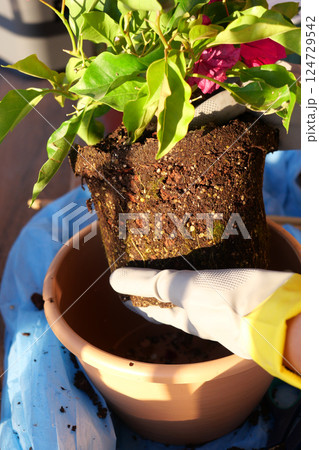 Transplanting a Potted Plant During Bright Sunshine Can Be Quite an Enjoyable Experience 124729542
