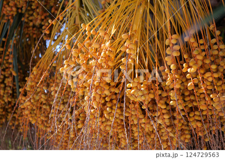 Golden Date Palm Fruits Are Hanging Down in Abundance, Creating a Stunning Visual Appeal 124729563