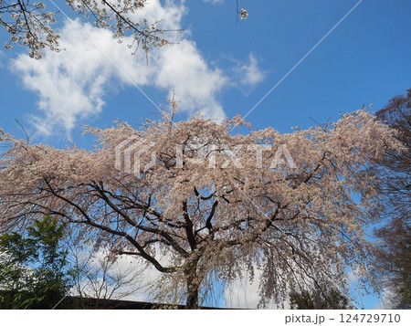 哲学の道 哲学の道 124729710
