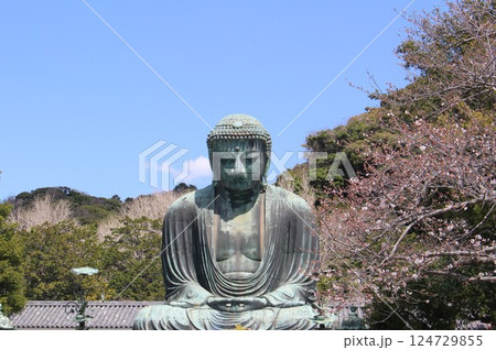 桜咲く露座の大仏様 鎌倉市 神奈川県 桜咲く露座の大仏様 鎌倉市 神奈川県 124729855