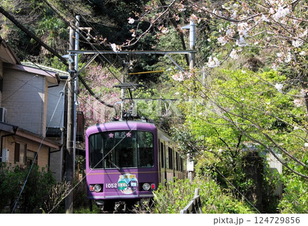 桜と江ノ電　長谷ー極楽寺　鎌倉市　神奈川県 124729856