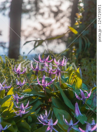 逆光で撮ったカタクリの花　豊橋石巻山 西川地区 カタクリ山 124729951