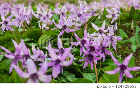紫色の花を咲かすカタクリ　豊橋石巻山 西川地区 カタクリ山 124729953
