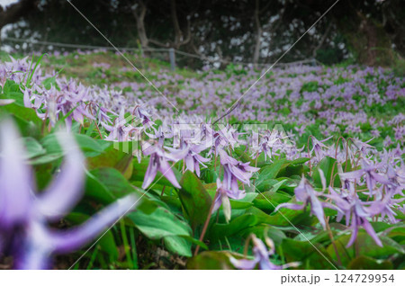 群生するカタクリの花　豊橋石巻山 西川地区 カタクリ山 124729954