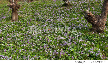 群生するカタクリの花　豊橋石巻山 西川地区 カタクリ山 124729956