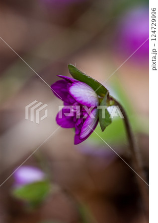 雪割草 ピンク 赤紫 雪割草 ピンク 赤紫 124729996