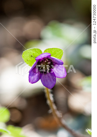 雪割草 紫 雪割草 紫 124730000