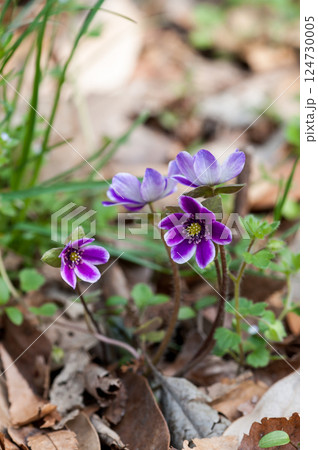 雪割草　紫 124730005